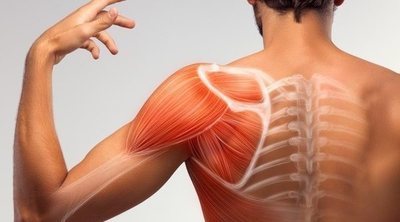 Músculos del cuerpo humano